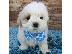 PoulaTo: Kc κουτάβια καταχωρημένα maltipoo